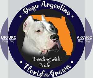 Dogo Argentino Dog Breeder near MIAMI, FL, USA