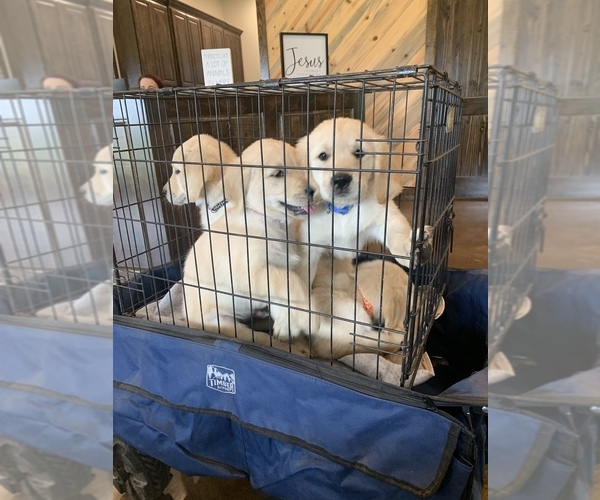 Medium Photo #3  Breeder Profile in FLINT, TX, USA