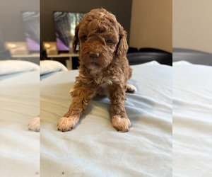 Mutt-Poodle (Miniature) Mix Dog Breeder near MATTOON, IL, USA