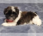 Small breeder photo