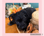 Small #1 Breeder Profile image