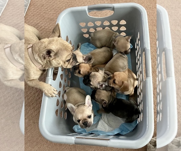 Medium Photo #1  Breeder Profile in BAKERSFIELD, CA, USA