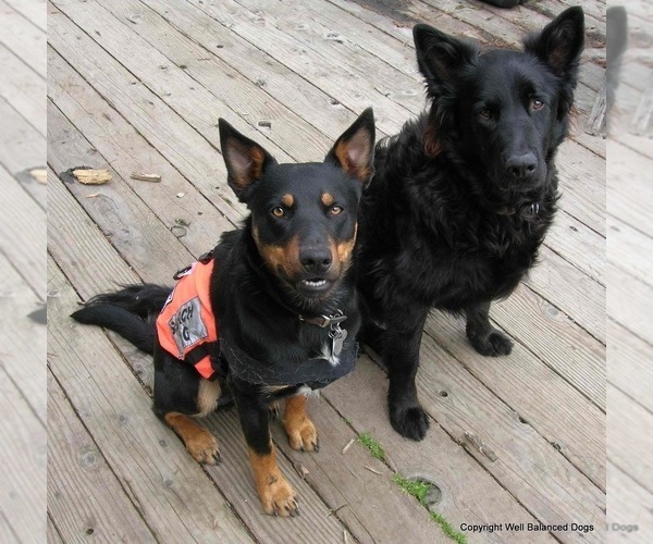 Medium Photo #22  Breeder Profile in CAMAS, WA, USA