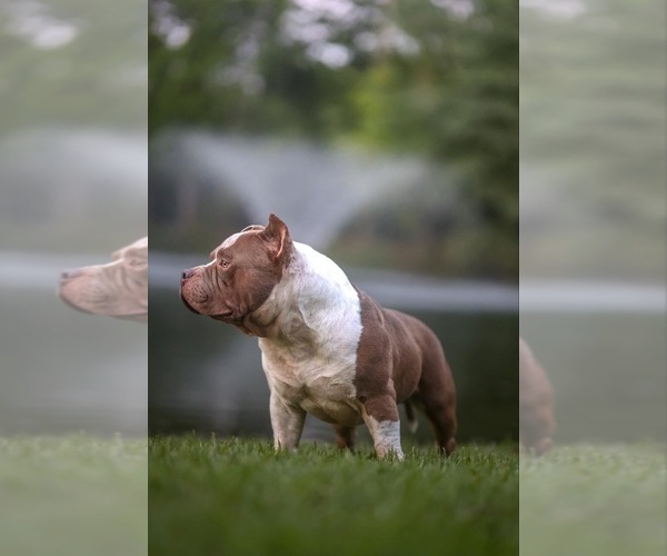 Medium Photo #16  Breeder Profile in ABILENE, TX, USA