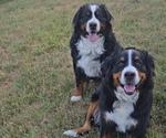 Small #4 Breeder Profile image