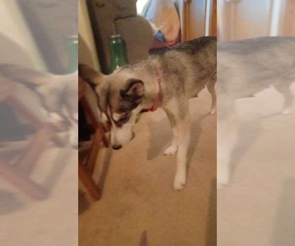 Medium Photo #3  Breeder Profile in EDMORE, MI, USA