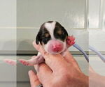 Small #4 Breeder Profile image