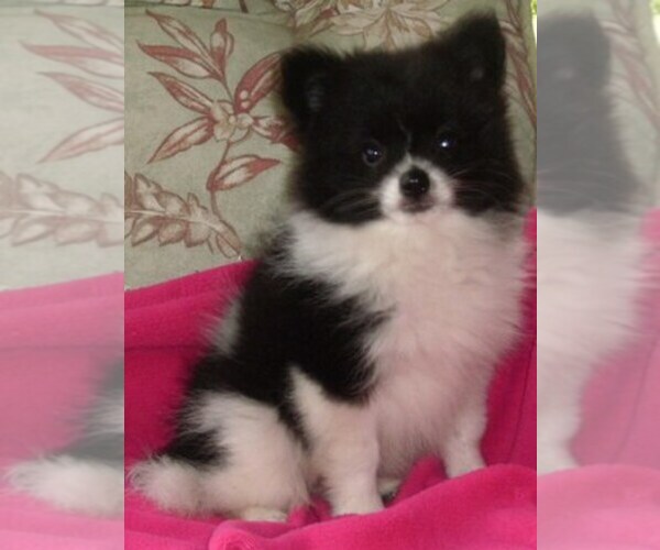 Medium Photo #1  Breeder Profile in MARTINSVILLE, IN, USA