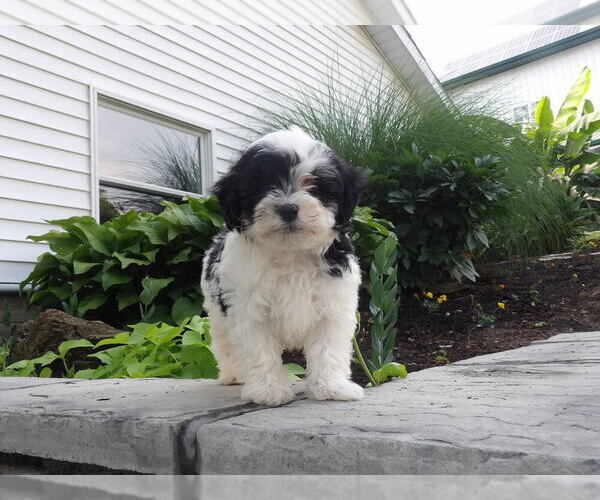 Medium Photo #1  Breeder Profile in SUGARCREEK, OH, USA
