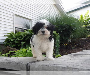 Maltipoo Dog Breeder near SUGARCREEK, OH, USA