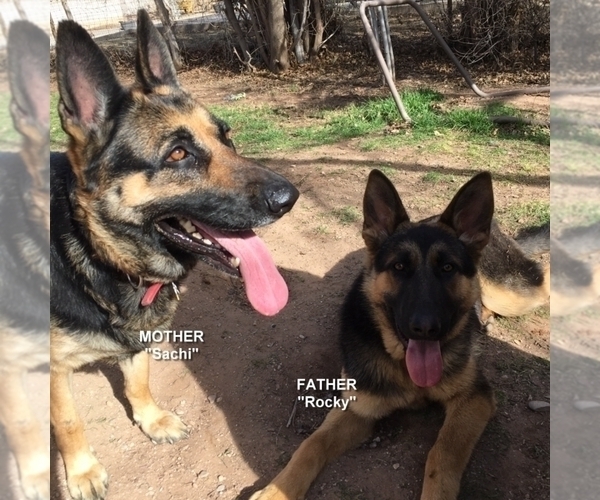 Medium Photo #1  Breeder Profile in HURRICANE, UT, USA