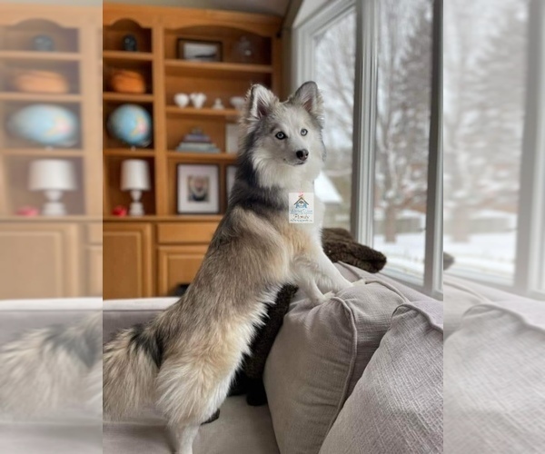 Medium Photo #53  Breeder Profile in BURNS TOWNSHIP, MN, USA