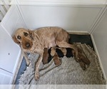 Small #3 Breeder Profile image