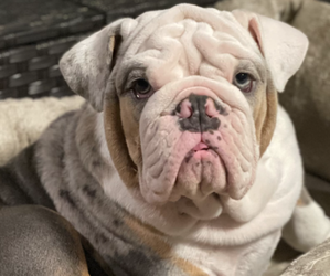 English Bulldog Dog Breeder near LYTLE, TX, USA