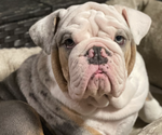 Small breeder photo
