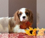 Small Photo #1  Breeder Profile in KNOXVILLE, IA, USA