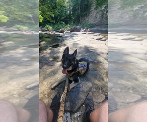 German Shepherd Dog Dog Breeder in HARTSVILLE,  USA