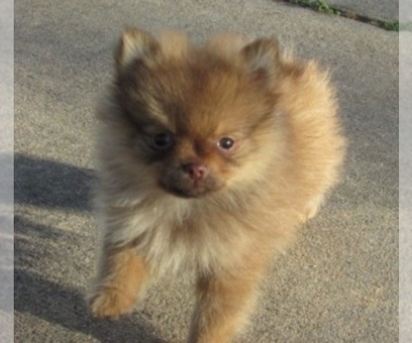 Medium Photo #1  Breeder Profile in HOWE, OK, USA