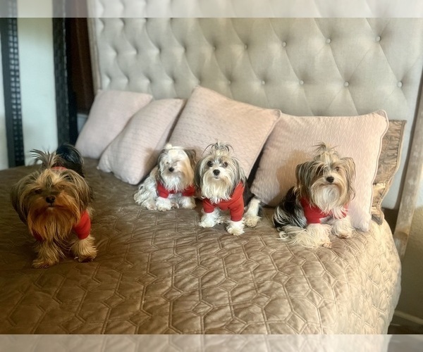 Medium Photo #4  Breeder Profile in FRESNO, CA, USA