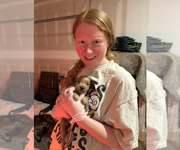 Medium Photo #1  Breeder Profile in ASHLAND CITY, TN, USA