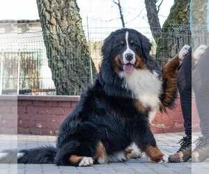 Medium Breeder Profile Photo