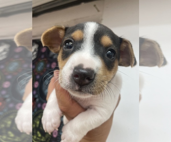 Medium Photo #31  Breeder Profile in WHITAKERS, NC, USA