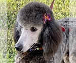 Small #23 Breeder Profile image