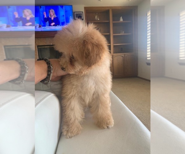 Medium Photo #28  Breeder Profile in VICTORVILLE, CA, USA