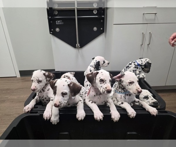 Medium Photo #1  Breeder Profile in GREENVILLE, SC, USA