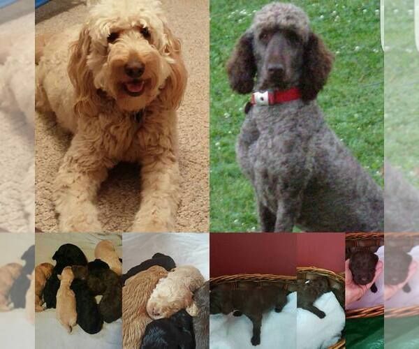 Medium Photo #1  Breeder Profile in RED WING, MN, USA