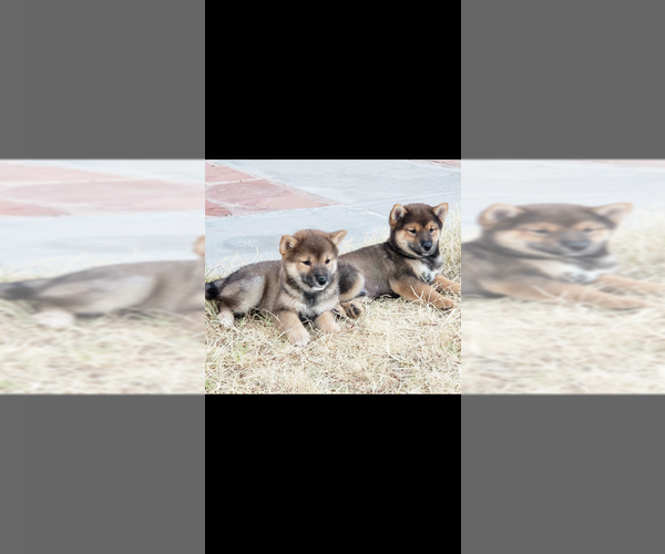Medium Photo #6  Breeder Profile in RIDGECREST, CA, USA