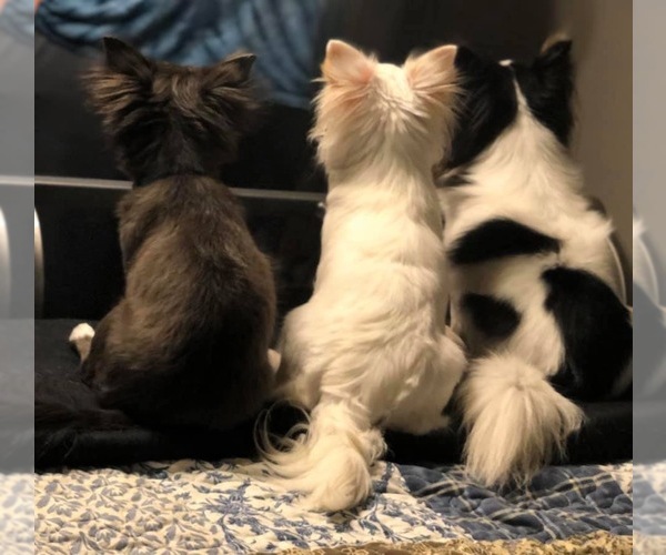 Medium Photo #1  Breeder Profile in KINGSTON, TN, USA