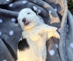 Small #8 Breeder Profile image