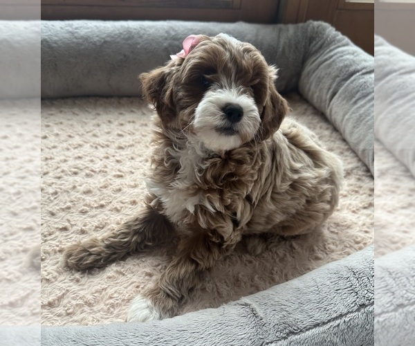 Medium Photo #14  Breeder Profile in CRETE, IL, USA