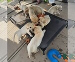 Small breeder photo