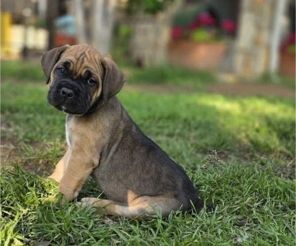 Medium Photo #25  Breeder Profile in BANGS, TX, USA