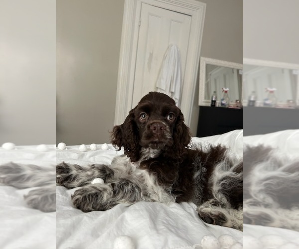 Medium Photo #1  Breeder Profile in POCONO SUMMIT, PA, USA