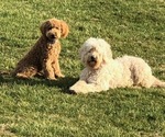 Small breeder photo