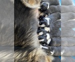 Small #15 Breeder Profile image