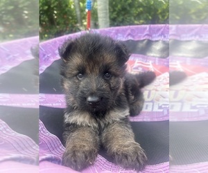 Medium Breeder Profile Photo