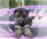 Small breeder photo