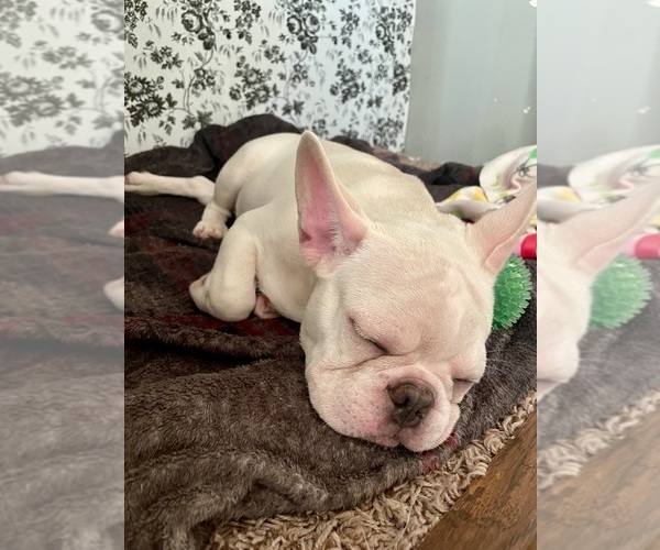 Medium Photo #11  Breeder Profile in PIERCE CITY, MO, USA