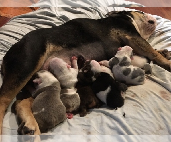 Medium Photo #1  Breeder Profile in MONCURE, NC, USA