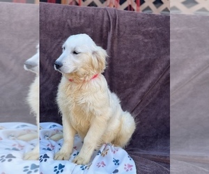 English Cream Golden Retriever Dog Breeder in HARRISON,  USA