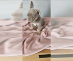 Small #17 Breeder Profile image