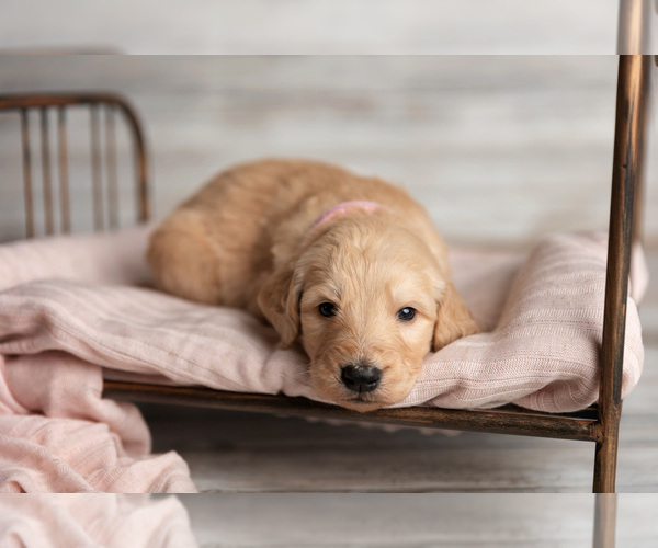Medium Photo #1  Breeder Profile in COLORADO SPRINGS, CO, USA