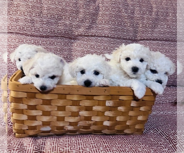 Medium Photo #13  Breeder Profile in WARE, MA, USA