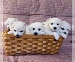 Small #12 Breeder Profile image
