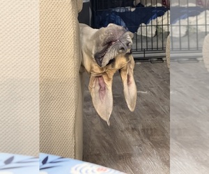 Great Dane Dog Breeder near GALLOWAY, OH, USA