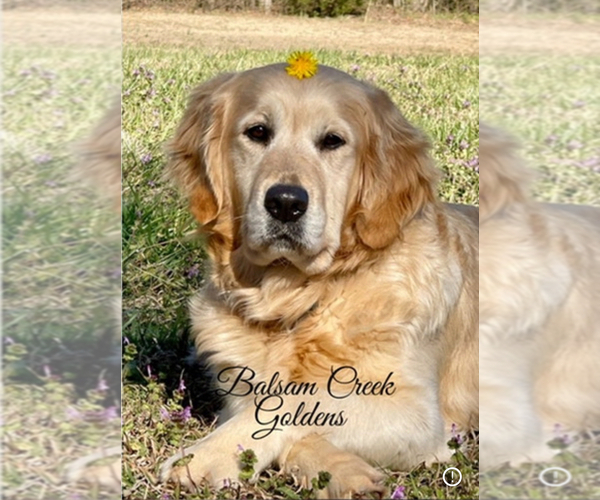 Medium Photo #2  Breeder Profile in DAWSONVILLE, GA, USA
